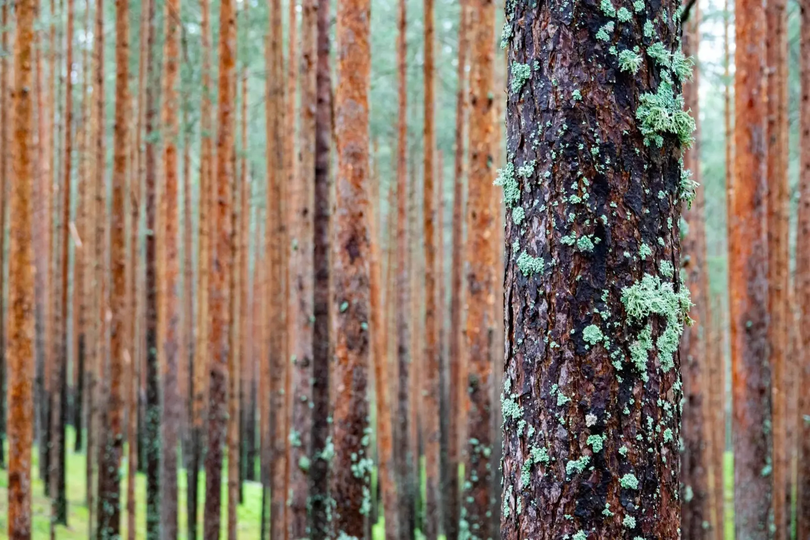 foresta fitta alluminio dibond da anderm