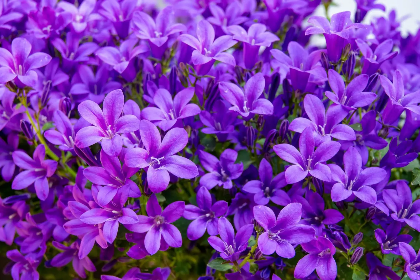 Campanule viola alluminio dibond da anderm