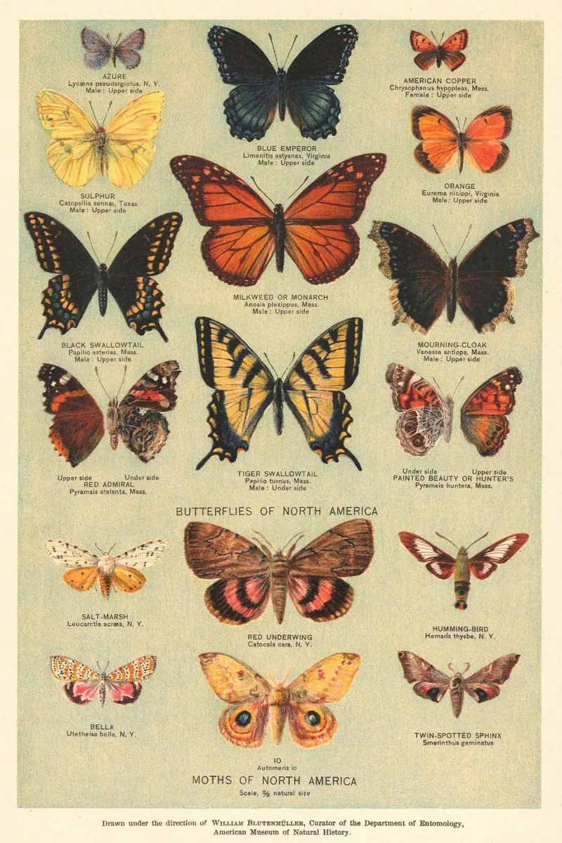butterflies moths nature wildlife insects entomology poster by Graham Robertson