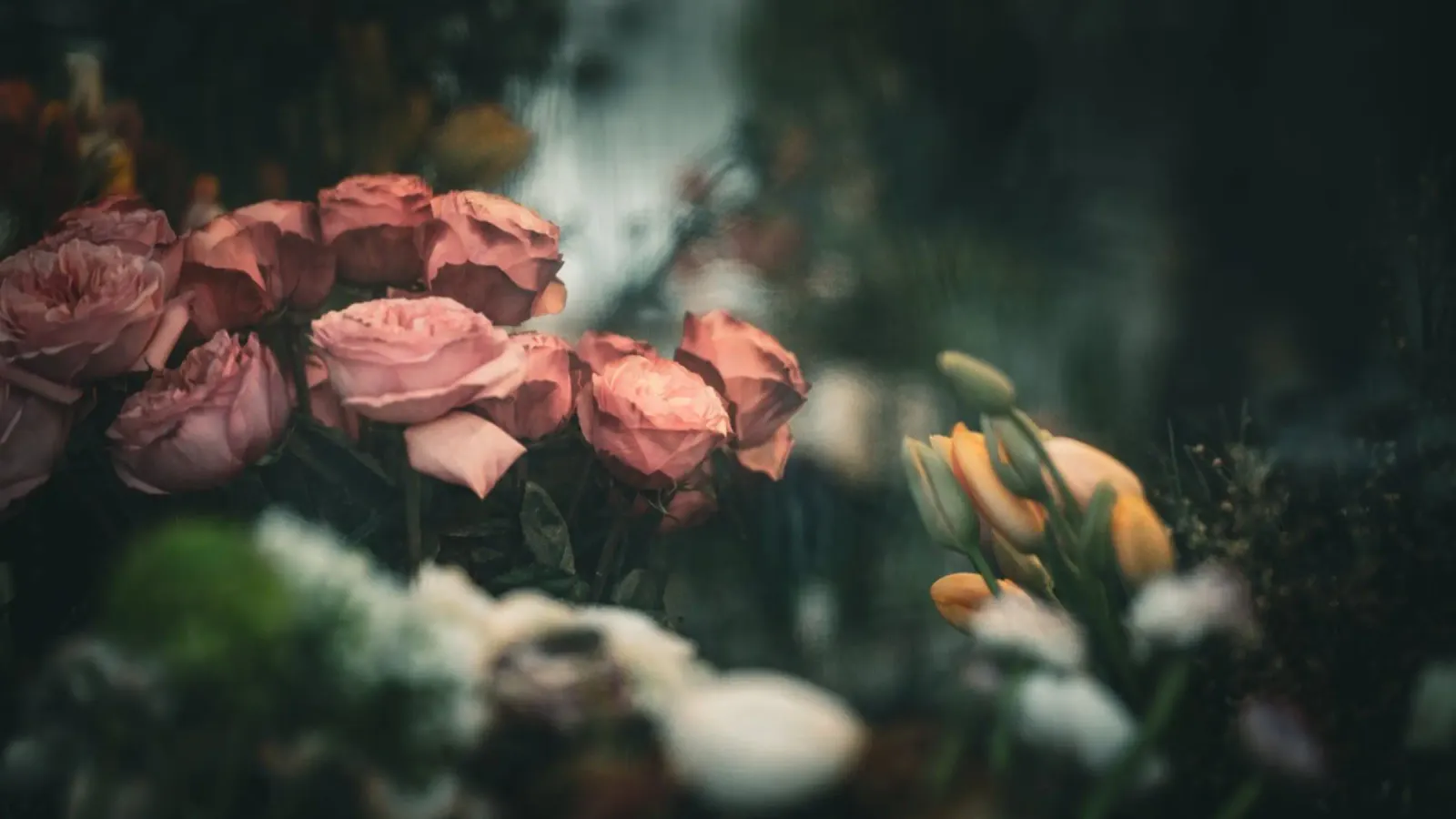 Flowers pellicola backlit da Jonas Klein