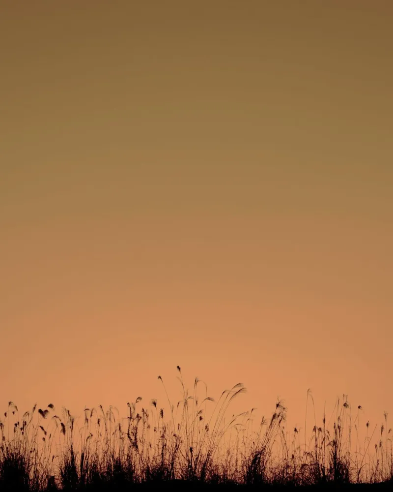 twilight meadow wildflowers hahnemühle by Histrol