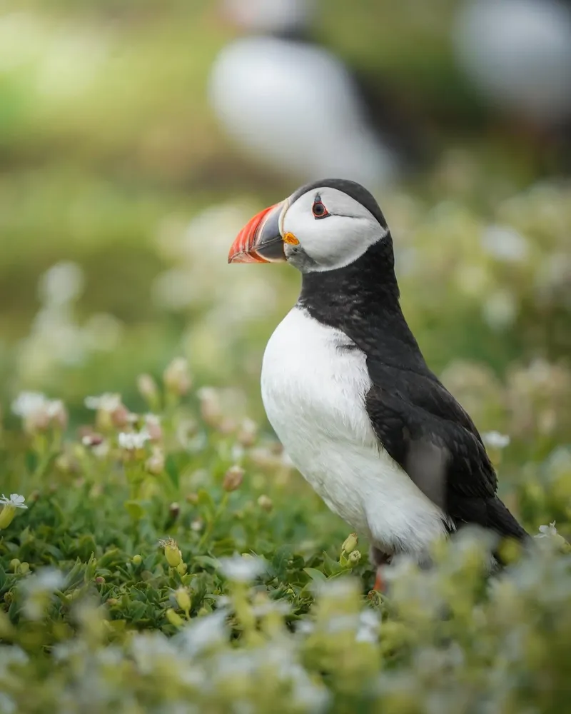 Puffin pellicola backlit da Tom's Wildlife