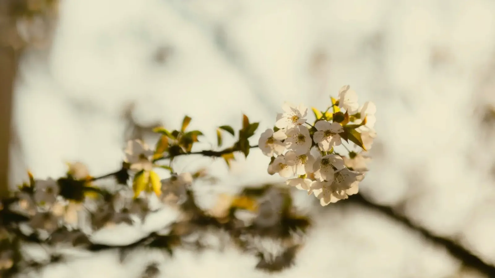fiori sbocciati pellicola backlit da Earthly Visions