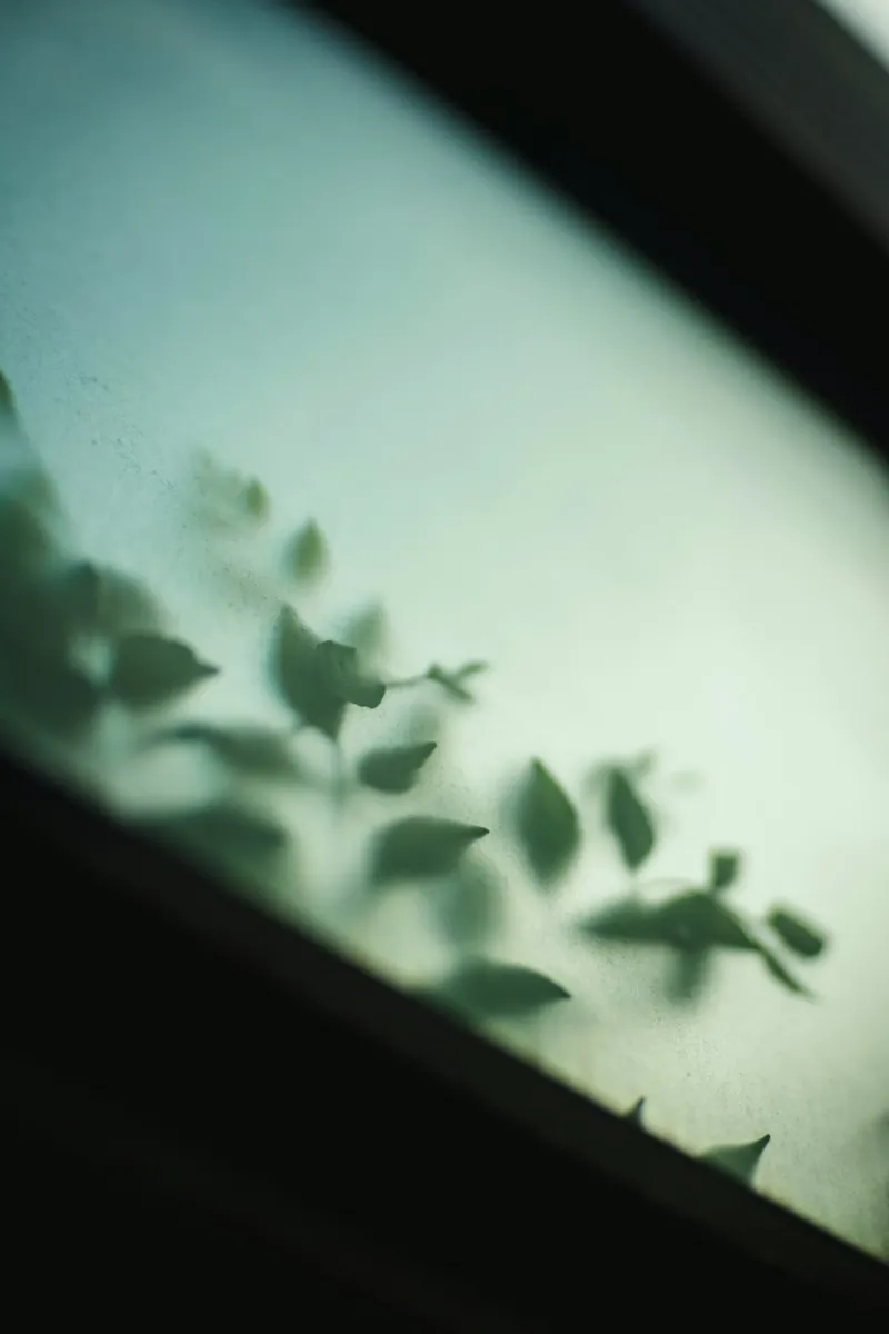 piante nebbiose pellicola backlit da Earthly Visions