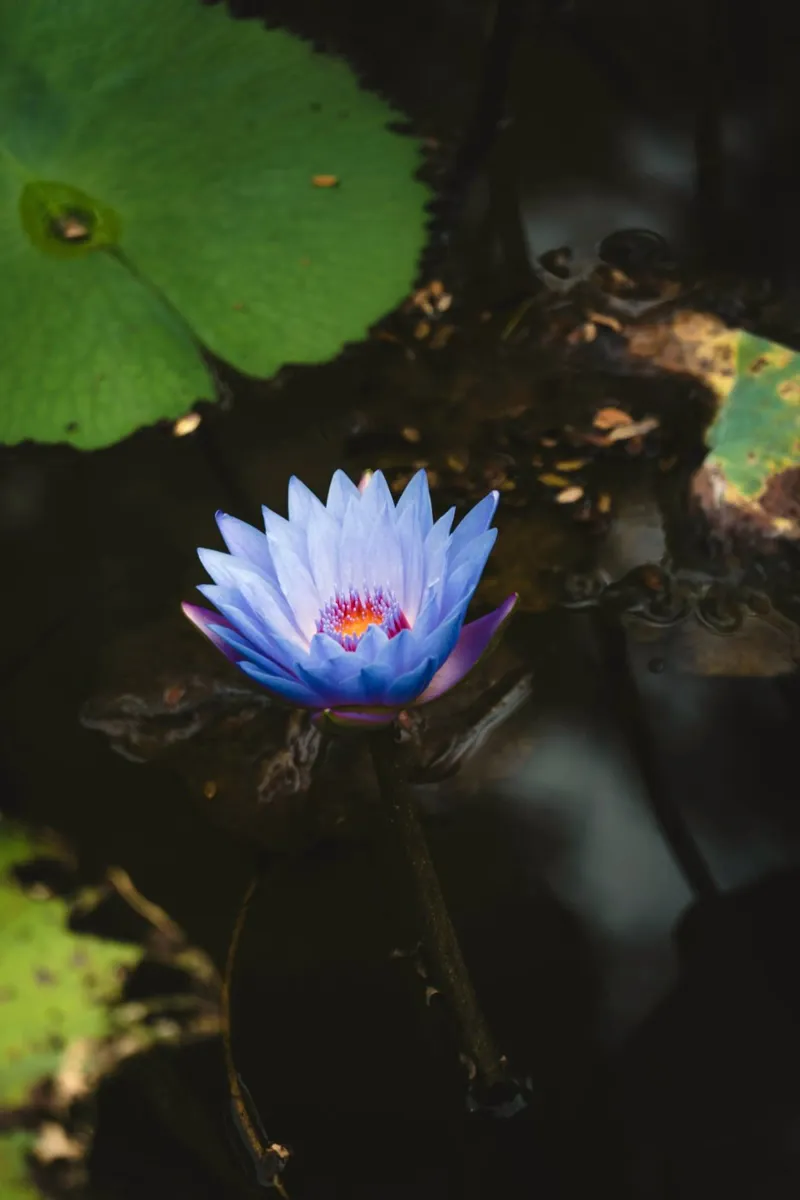 waterlily lotus canvas with Floater frame by Earthly Visions