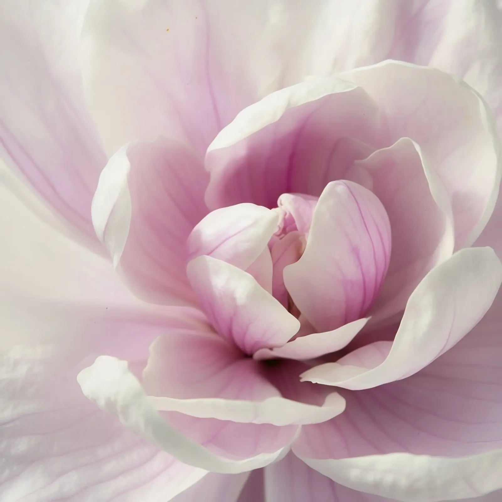 Meadow Whispers hahnemühle by Bold Blooms