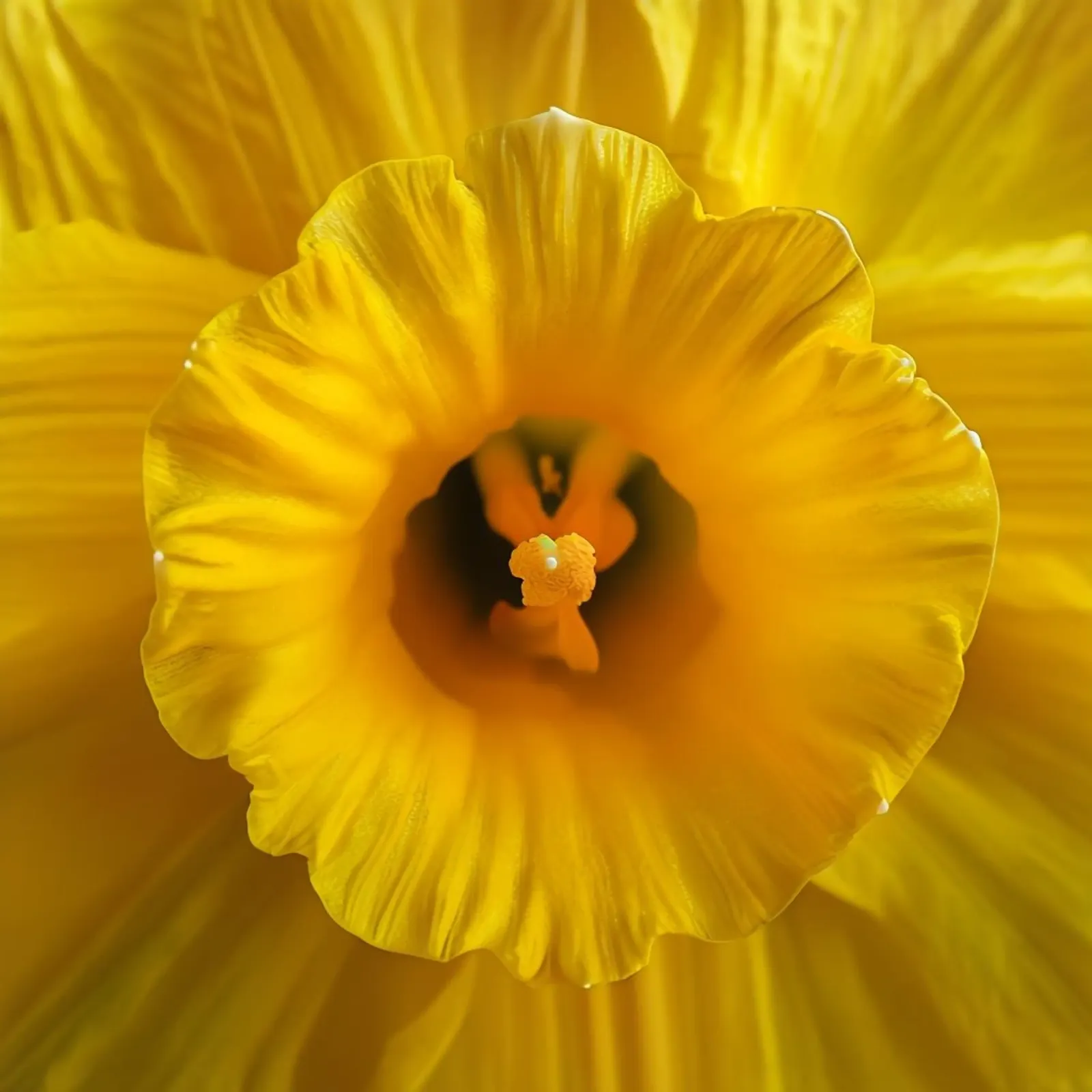 Sussurri del prato carta hahnemühle da Bold Blooms