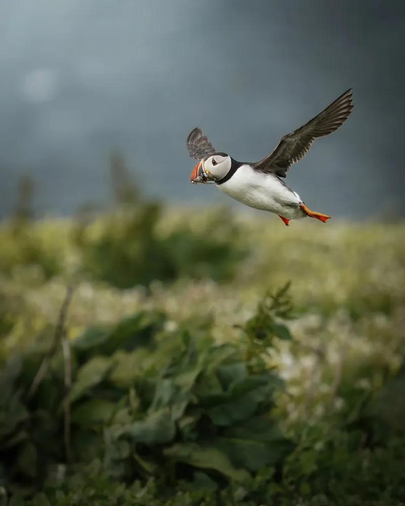 Pulcinella di mare in volo pellicola backlit da Tom's Wildlife