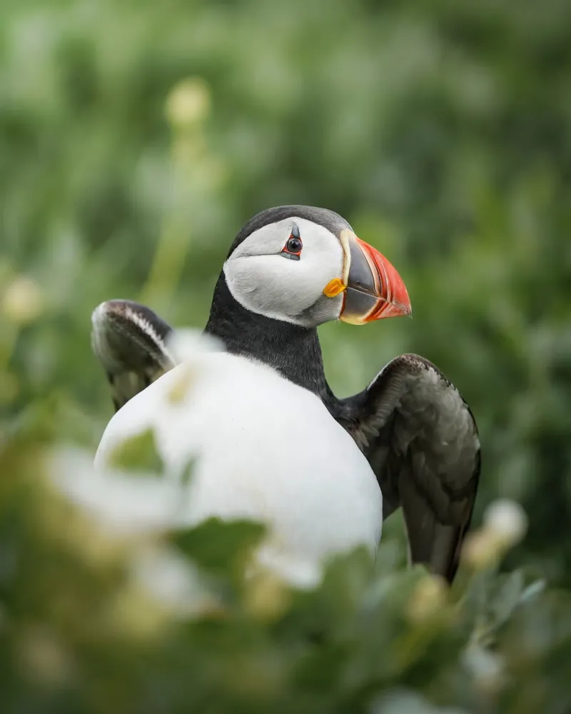 Puffin pellicola backlit da Tom's Wildlife