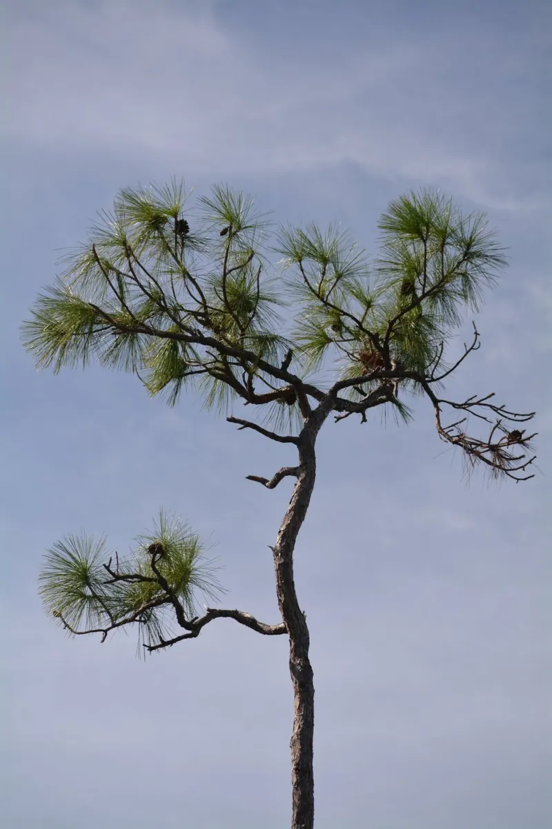 Longleaf Pine Against Blue Sky in the Everglades alu-dibond by byrieneke