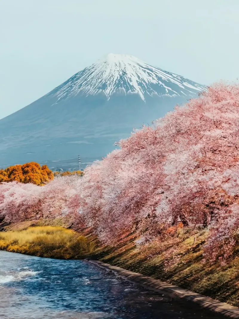 Il monte Fuji Sakura pellicola backlit da Travel