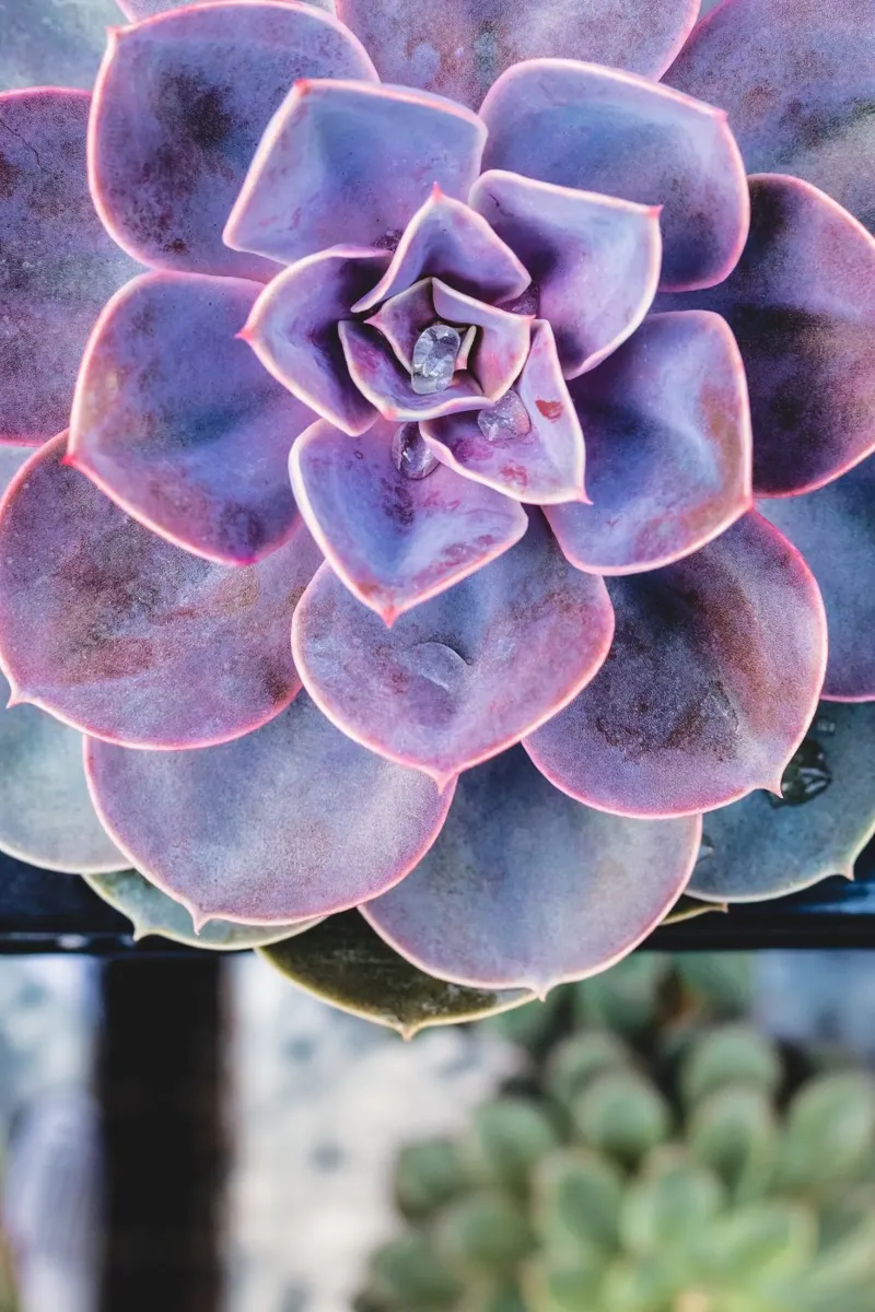 Simmetria in fiore alluminio dibond da StillVibe Home