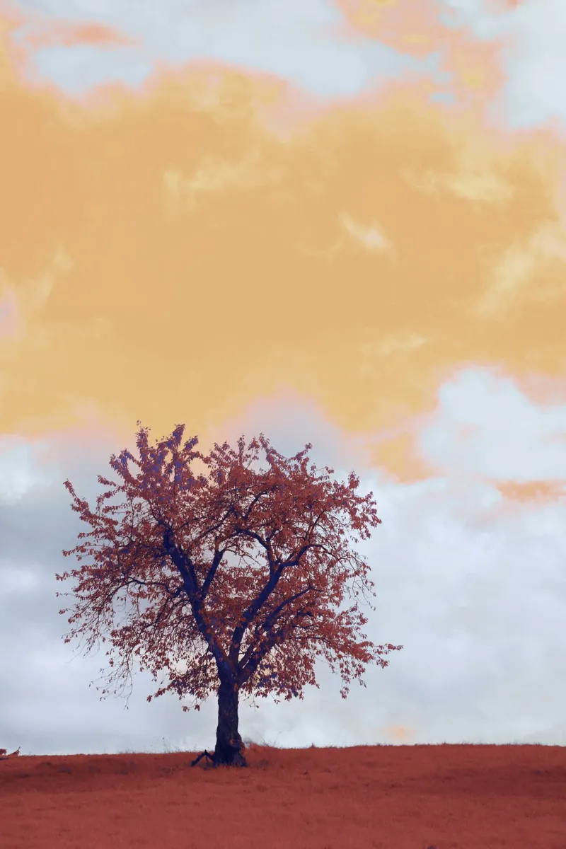 solitude branch plexiglass da twillight