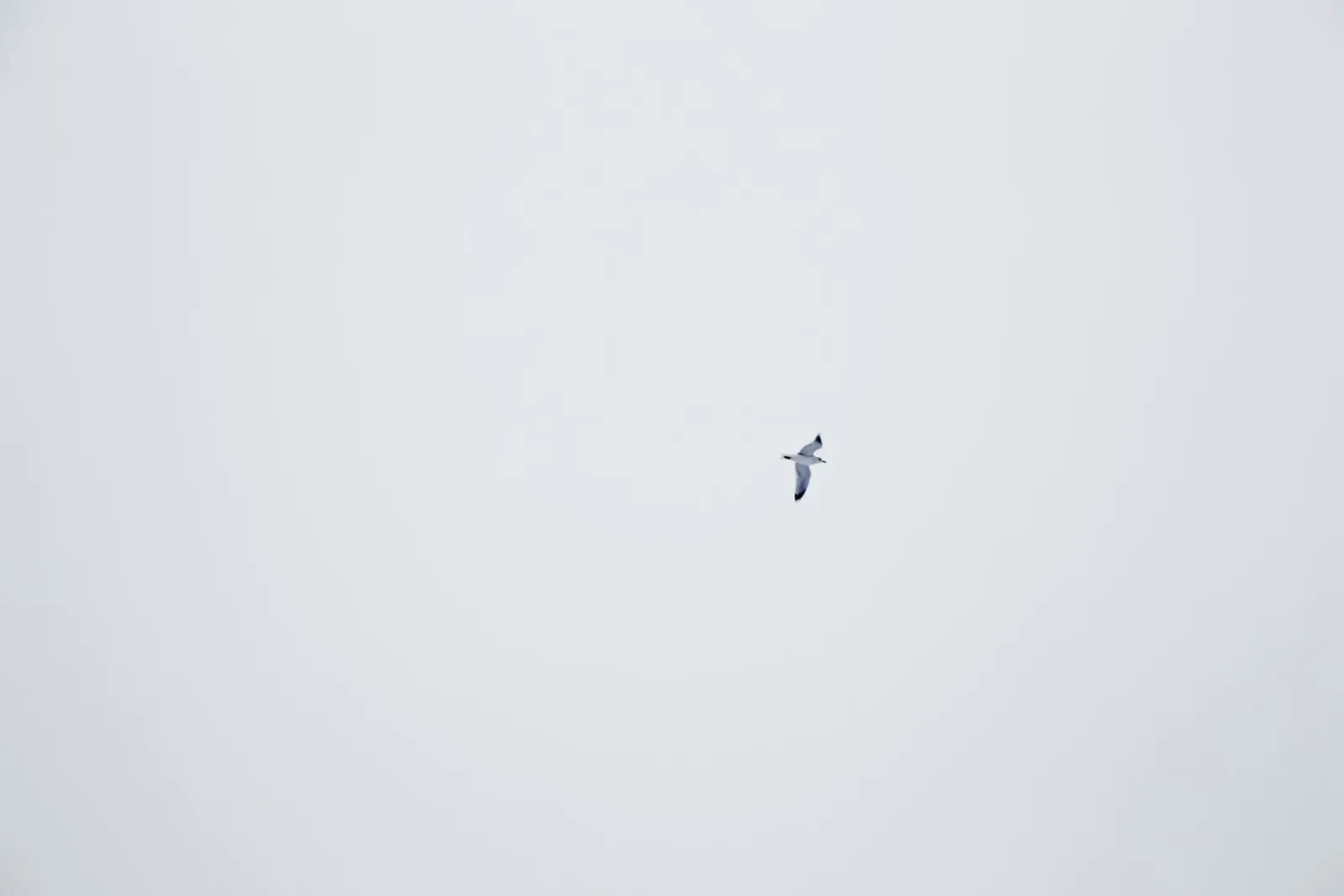 Flying Seagull canvas by KISSA STUDIO