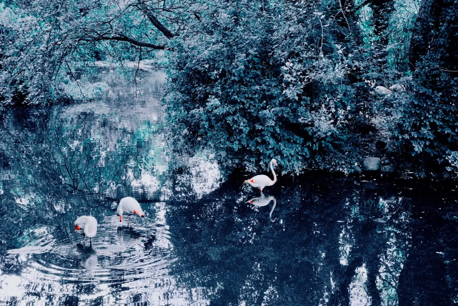 Flamingo's in het meer canvas van KISSA STUDIO
