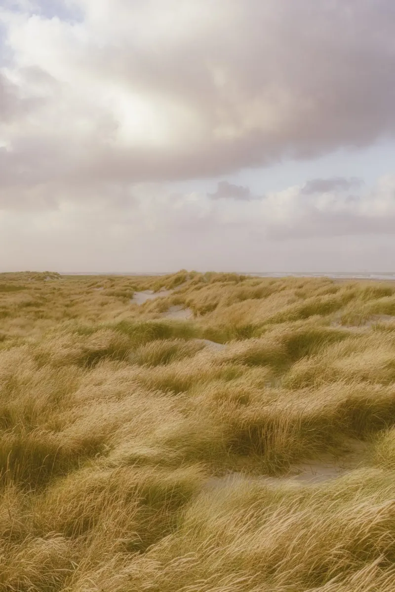 Dune di sabbia a Skagen pellicola backlit da thetraveller