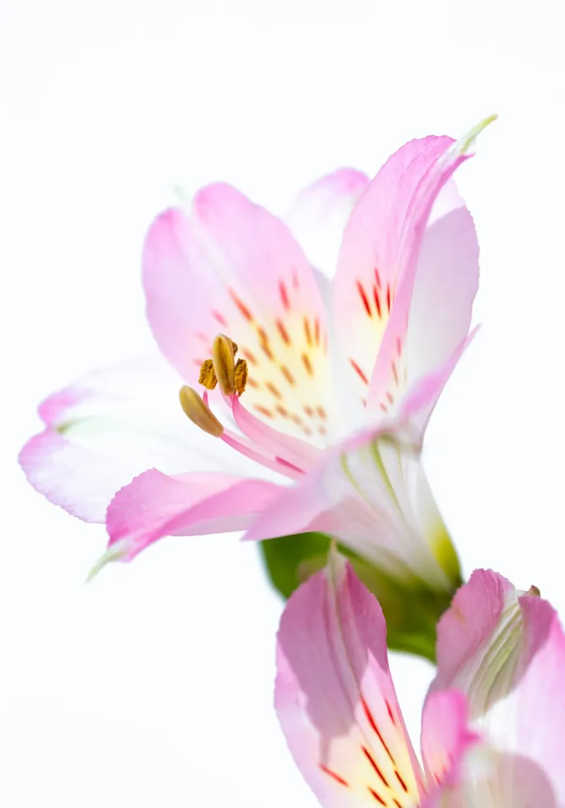 studi sulla flora #14 pellicola backlit da rafael campezato
