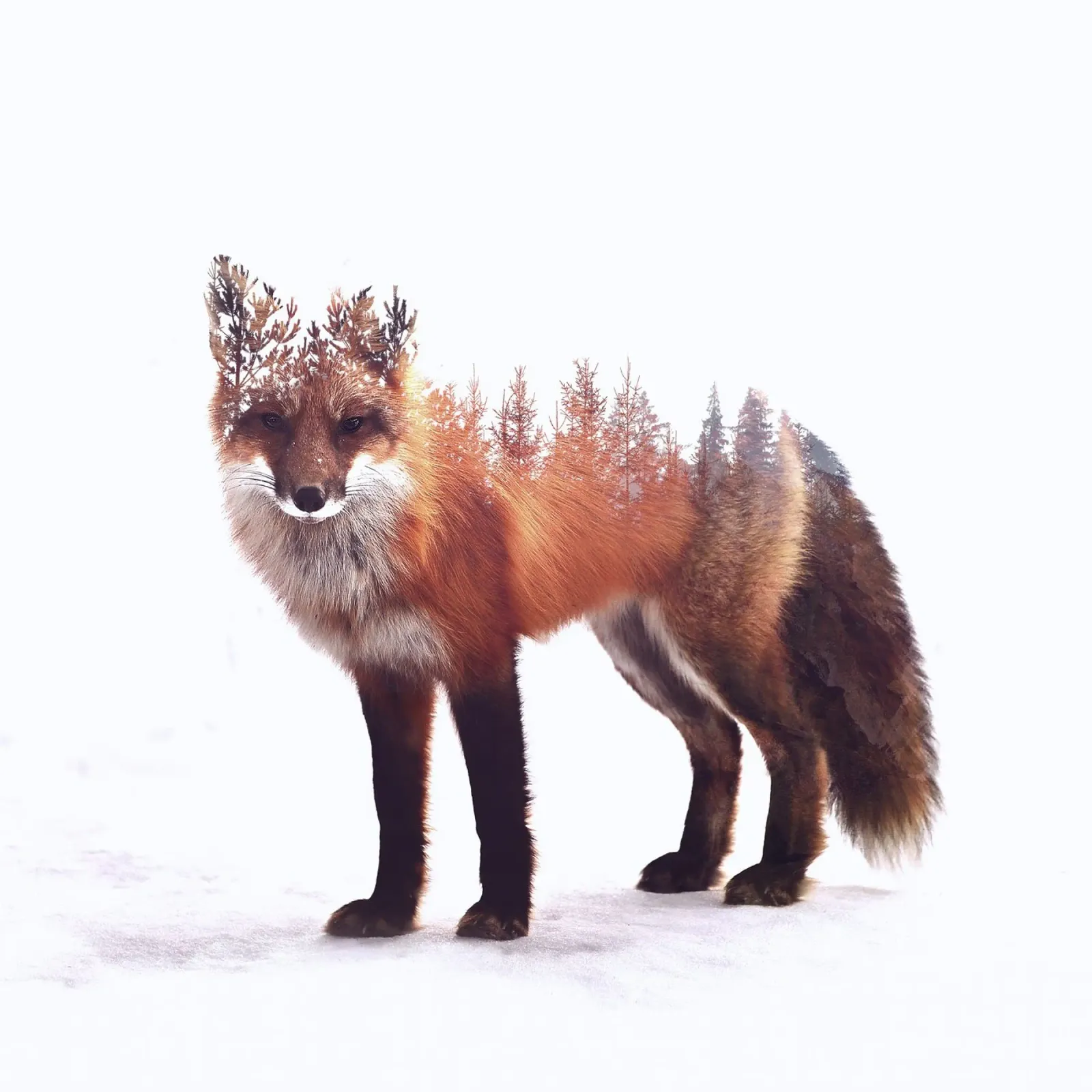 Winter Fox pellicola backlit da pegessert