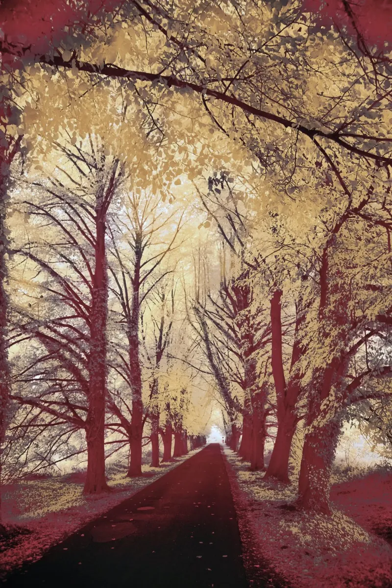 autumn leaves road pellicola backlit da twillight