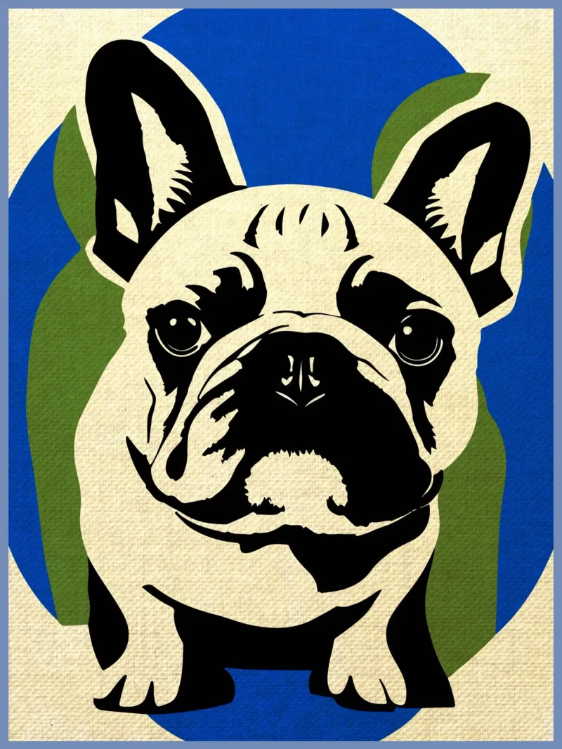Bulldog francese pellicola backlit da Drew Studio