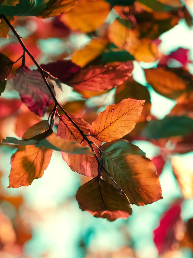 foglie d'autunno fogliame pellicola backlit da Earthly Visions
