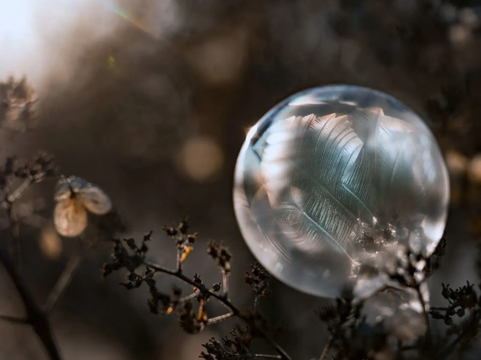 piume a bolle d'aria pellicola backlit da Earthly Visions