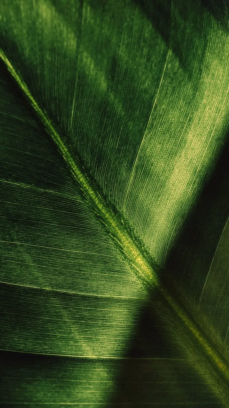 pianta fogliare pellicola backlit da Earthly Visions