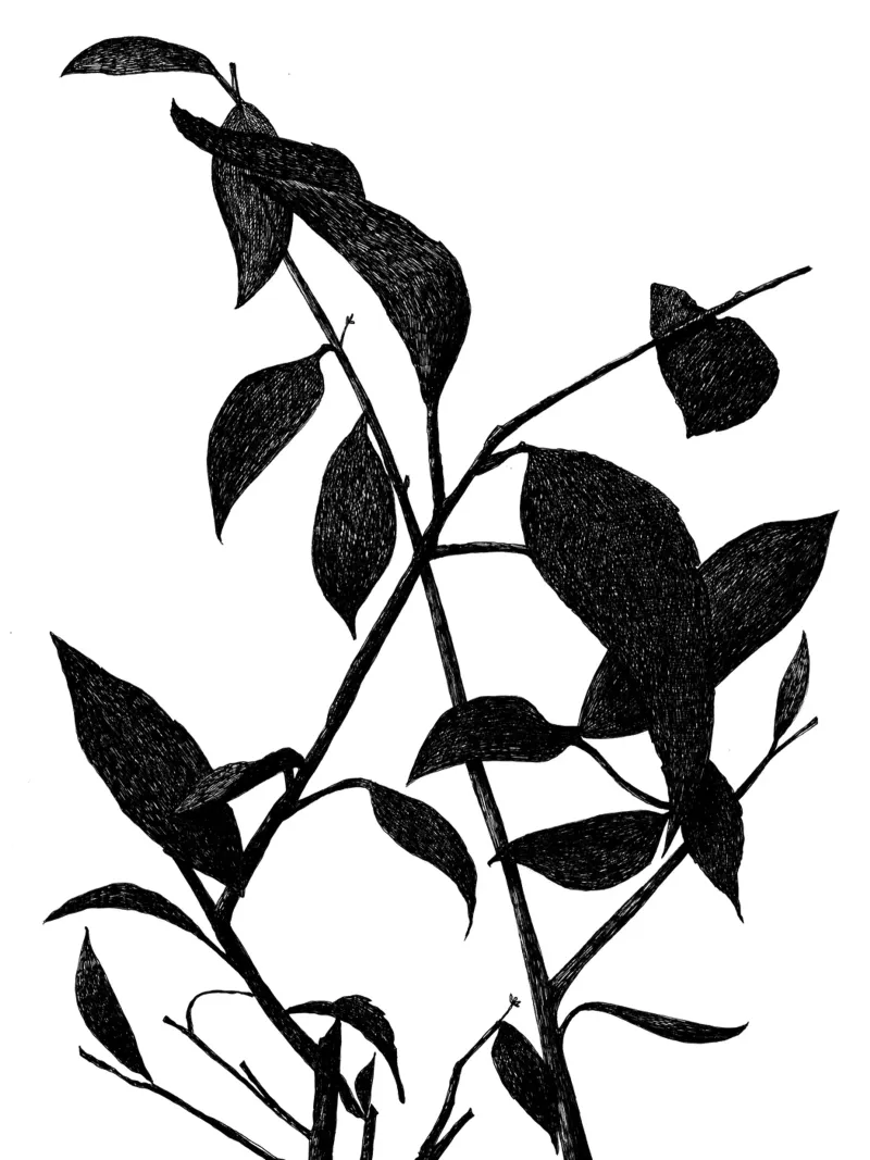 Flora! poster con telaio in legno da Richard Hood