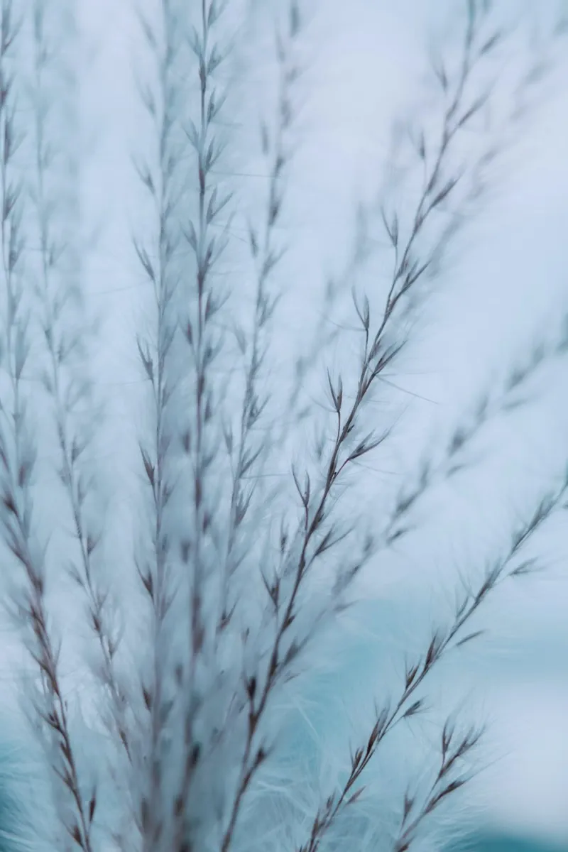 nature plants hahnemühle by Earthly Visions