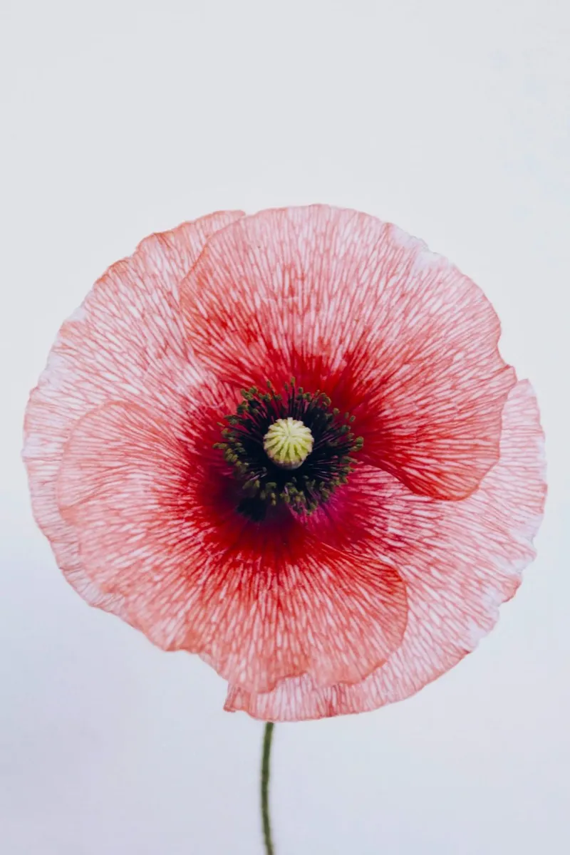 flower poppy canvas by Earthly Visions