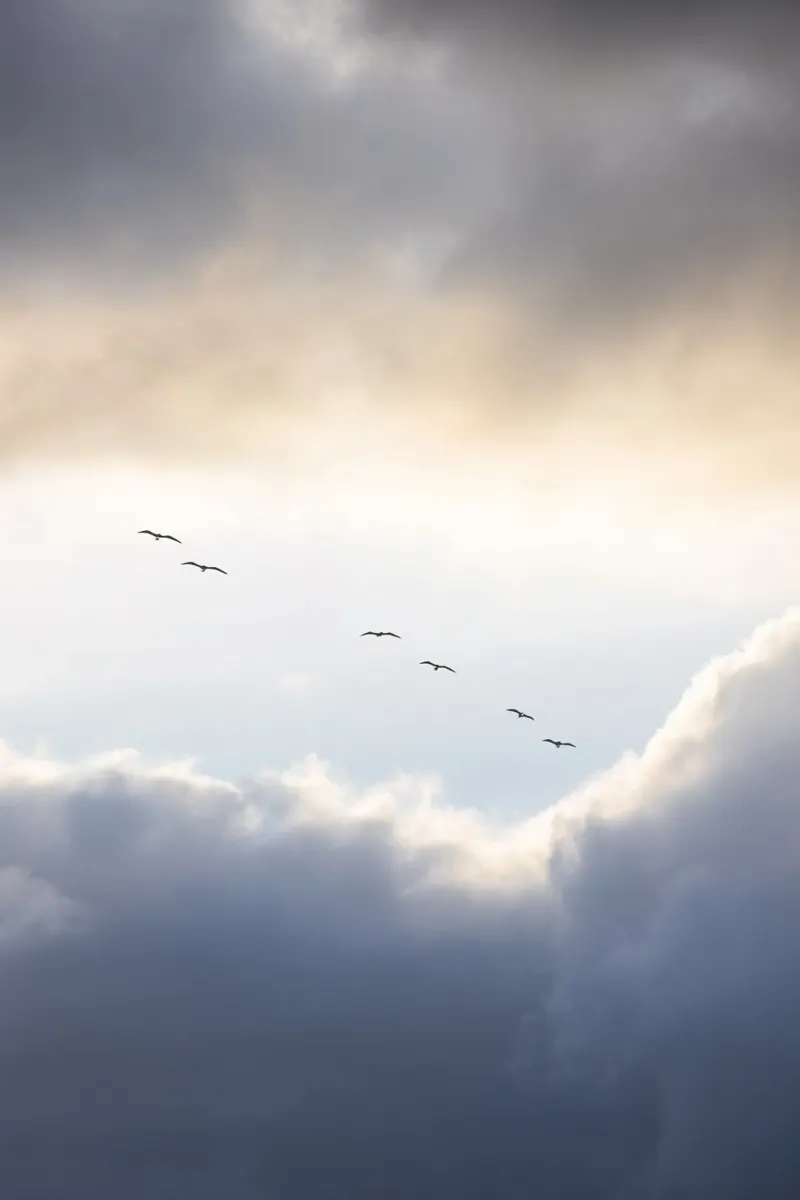 Flying High 10 carta hahnemühle da Mareike Böhmer Photography