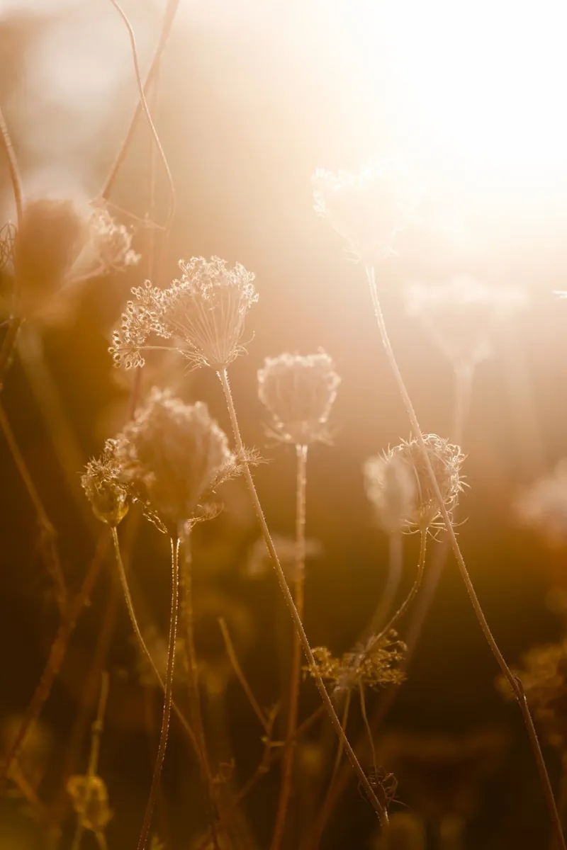 Golden Hour 1 carta hahnemühle da Mareike Böhmer Photography
