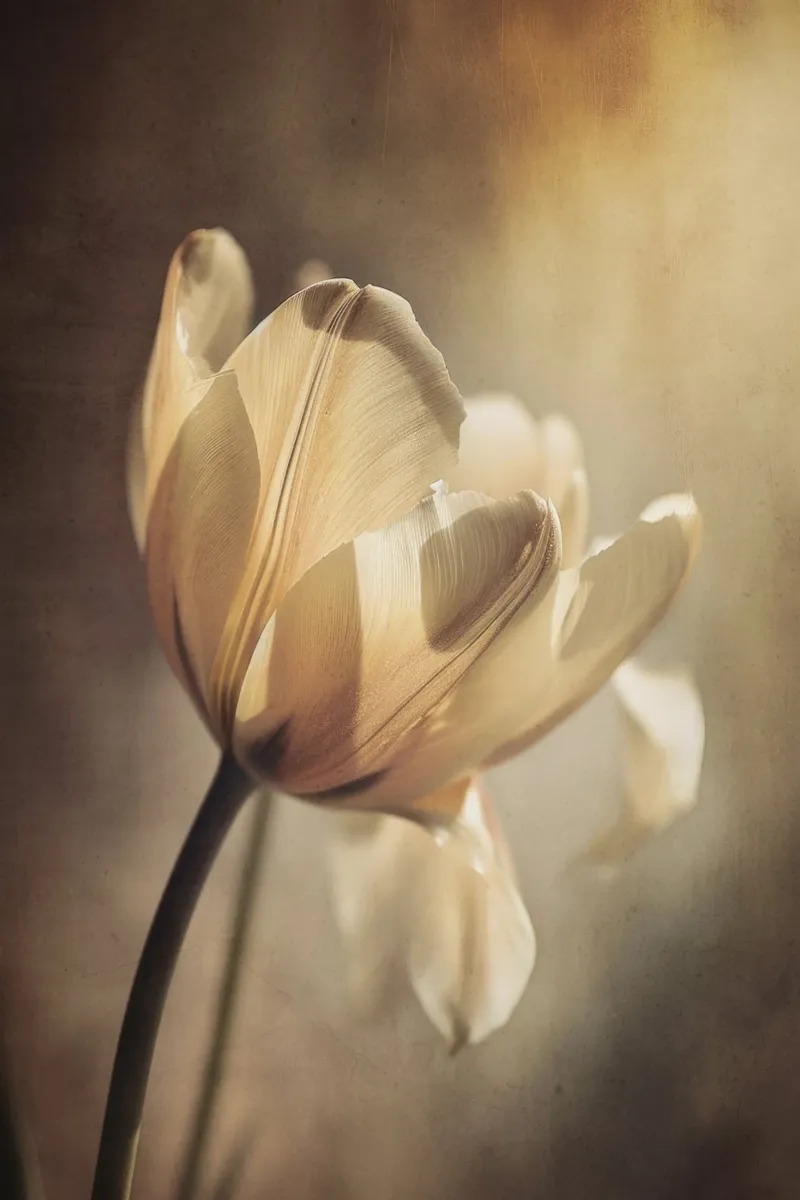 Pastel Tulip carta hahnemühle da treechild