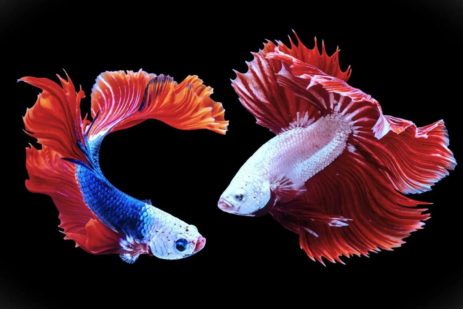 L'arte della battaglia tela da Nature's Palette