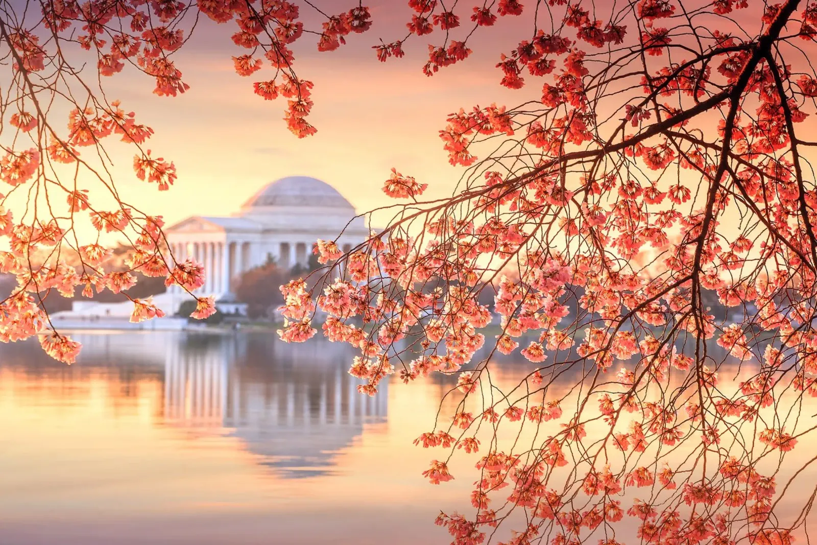 Fiori di ciliegio al Jefferson Memorial, Washington D.C. poster con telaio in alluminio da Wanderlust Vibes