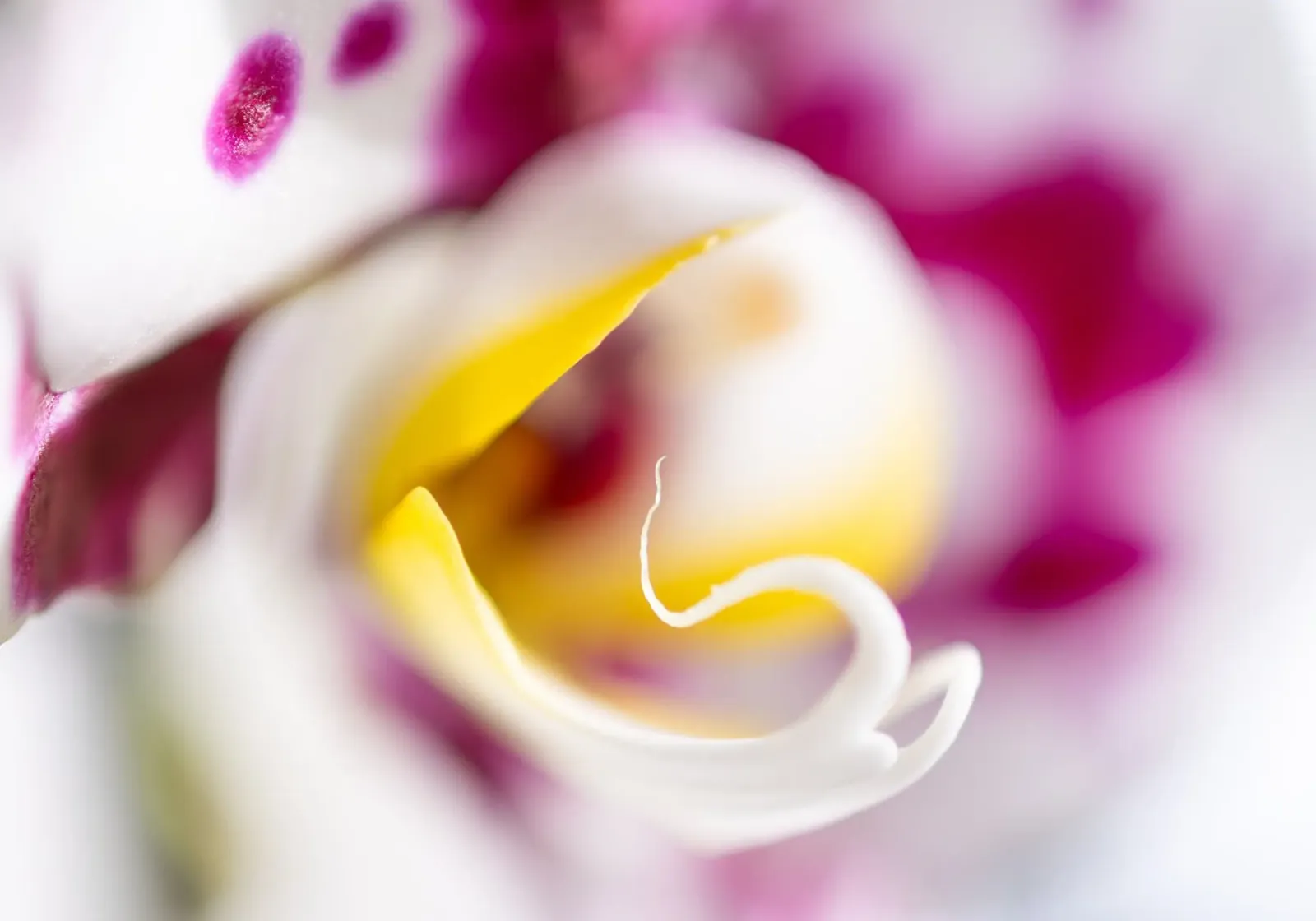 Orchidea #4 pellicola backlit da rafael campezato