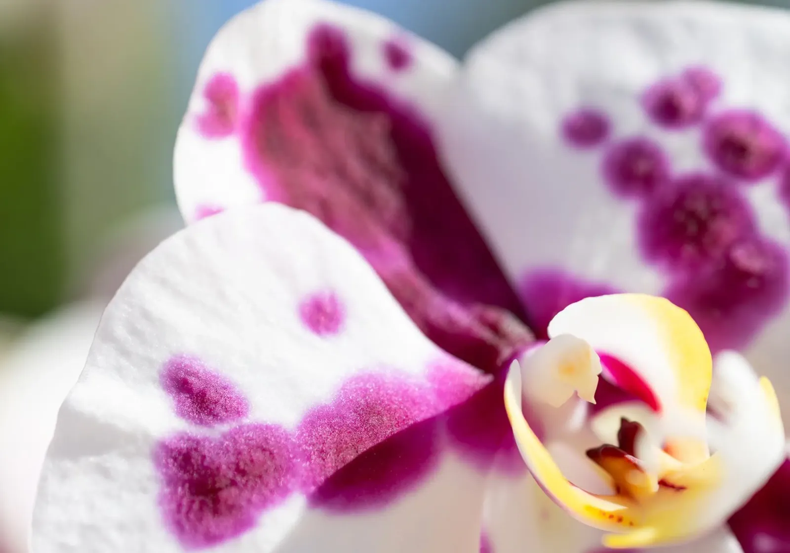 Orchidea #5 pellicola backlit da rafael campezato