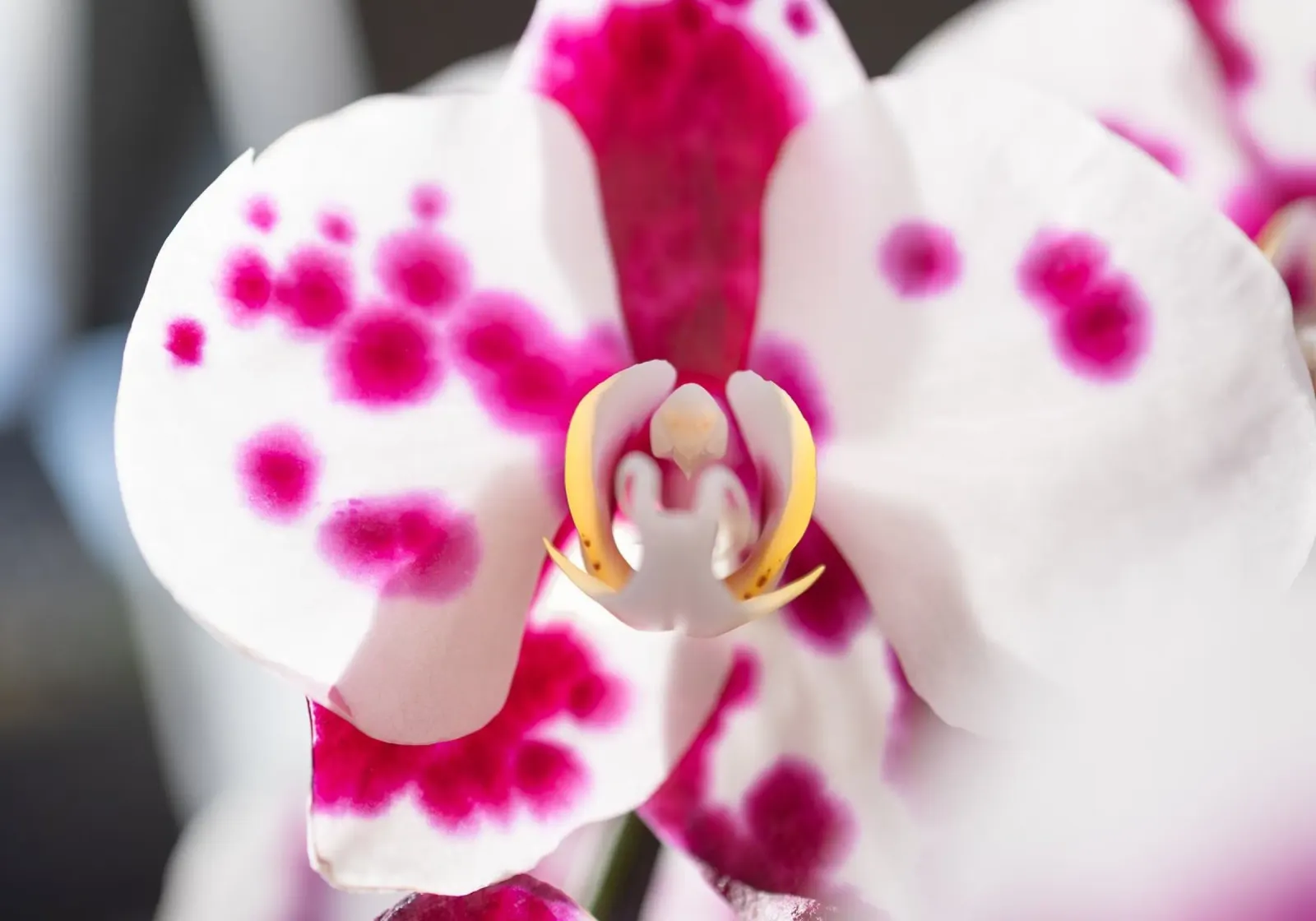 Orchidea #6 pellicola backlit da rafael campezato