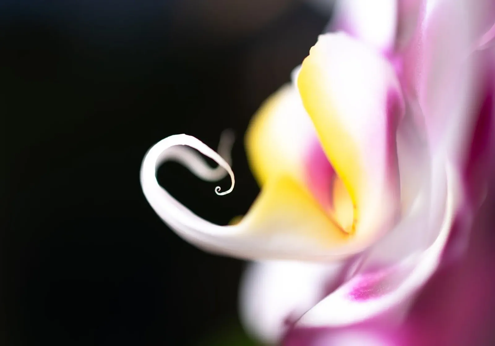 Orchidea #7 carta hahnemühle da rafael campezato