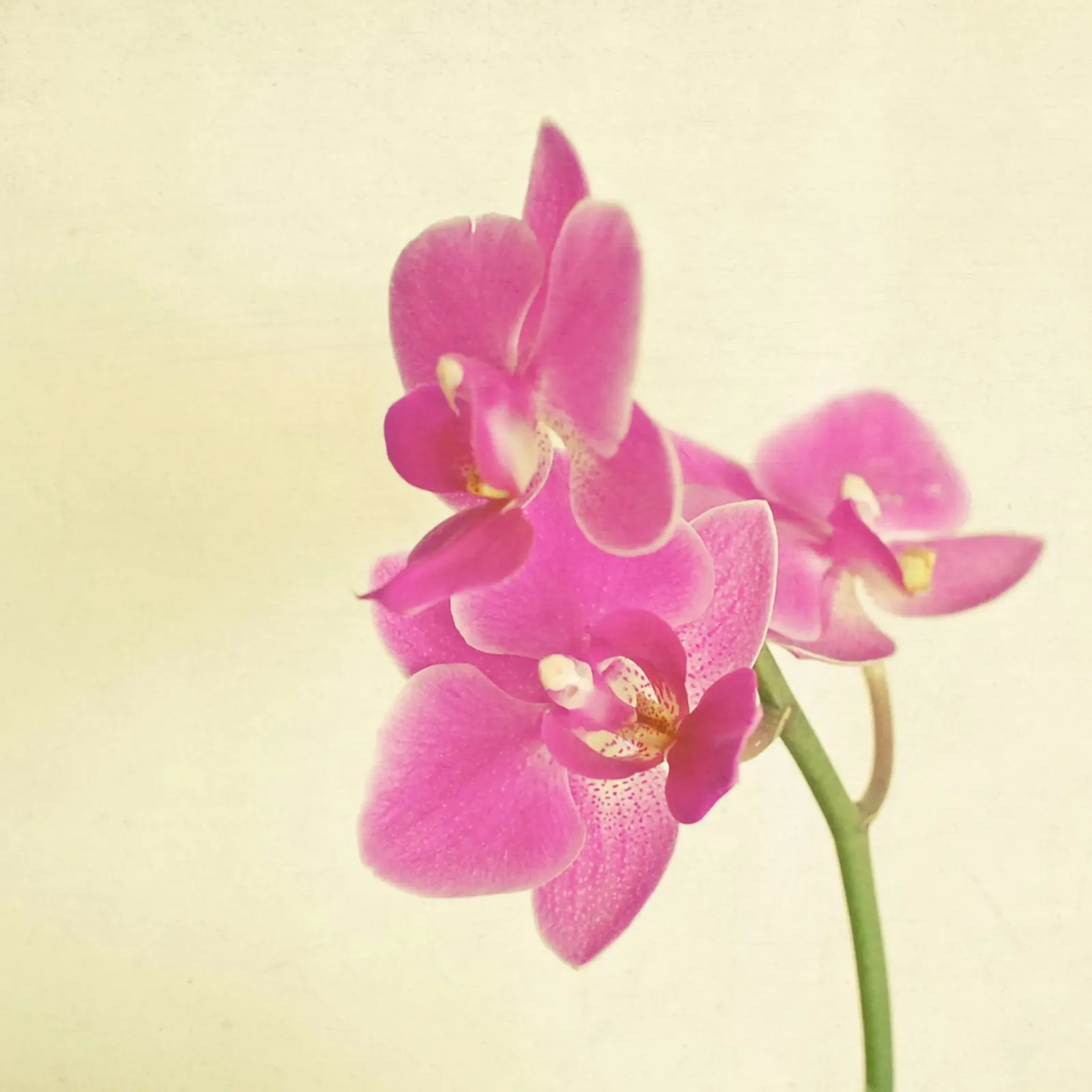 Orchidea rosa pellicola backlit da Cassia Beck Photography