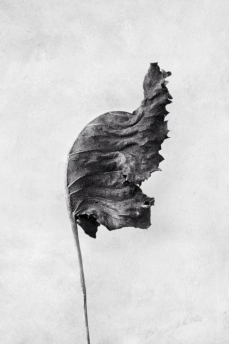 Foglia BW plexiglass da Amber Hughes