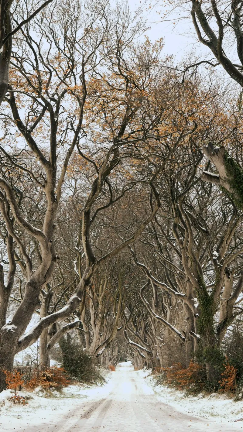 strada degli alberi pellicola backlit da Earthly Visions