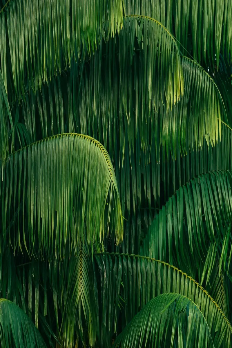 foglie di palma fogliame tropicale poster con telaio in legno da Earthly Visions
