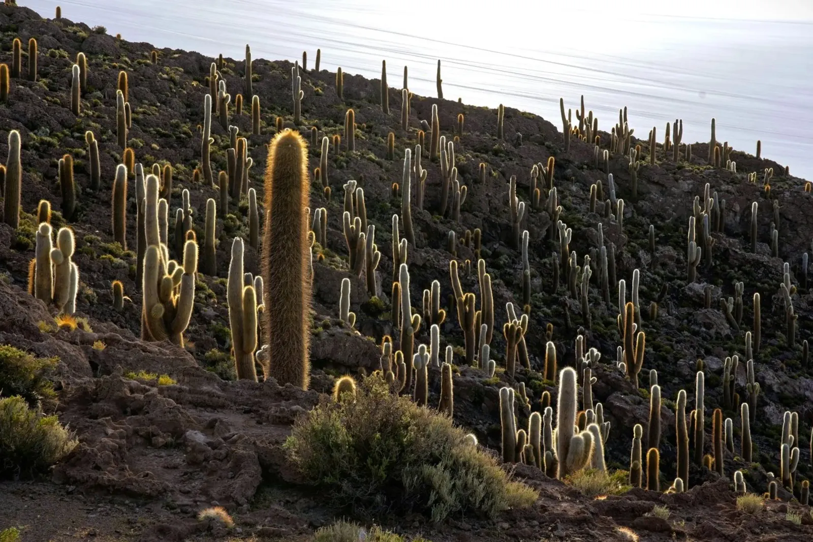 cactus desert hahnemühle by Earthly Visions