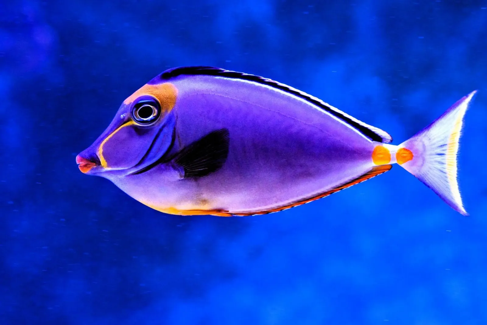 Pesce chirurgo pellicola backlit da Nature's Palette