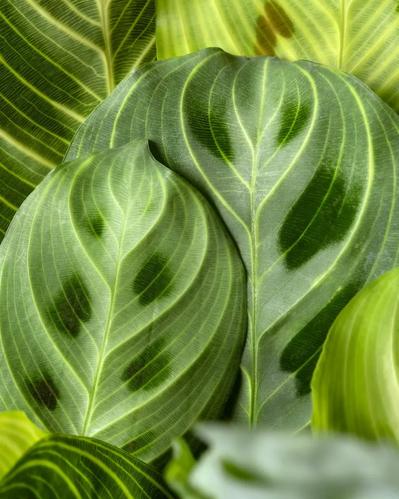 leaves greenery canvas by Earthly Visions