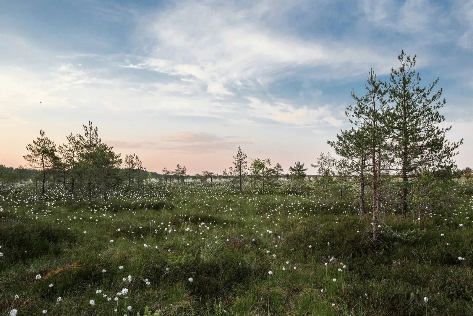 cotton grass marsh pellicola backlit da Horsire