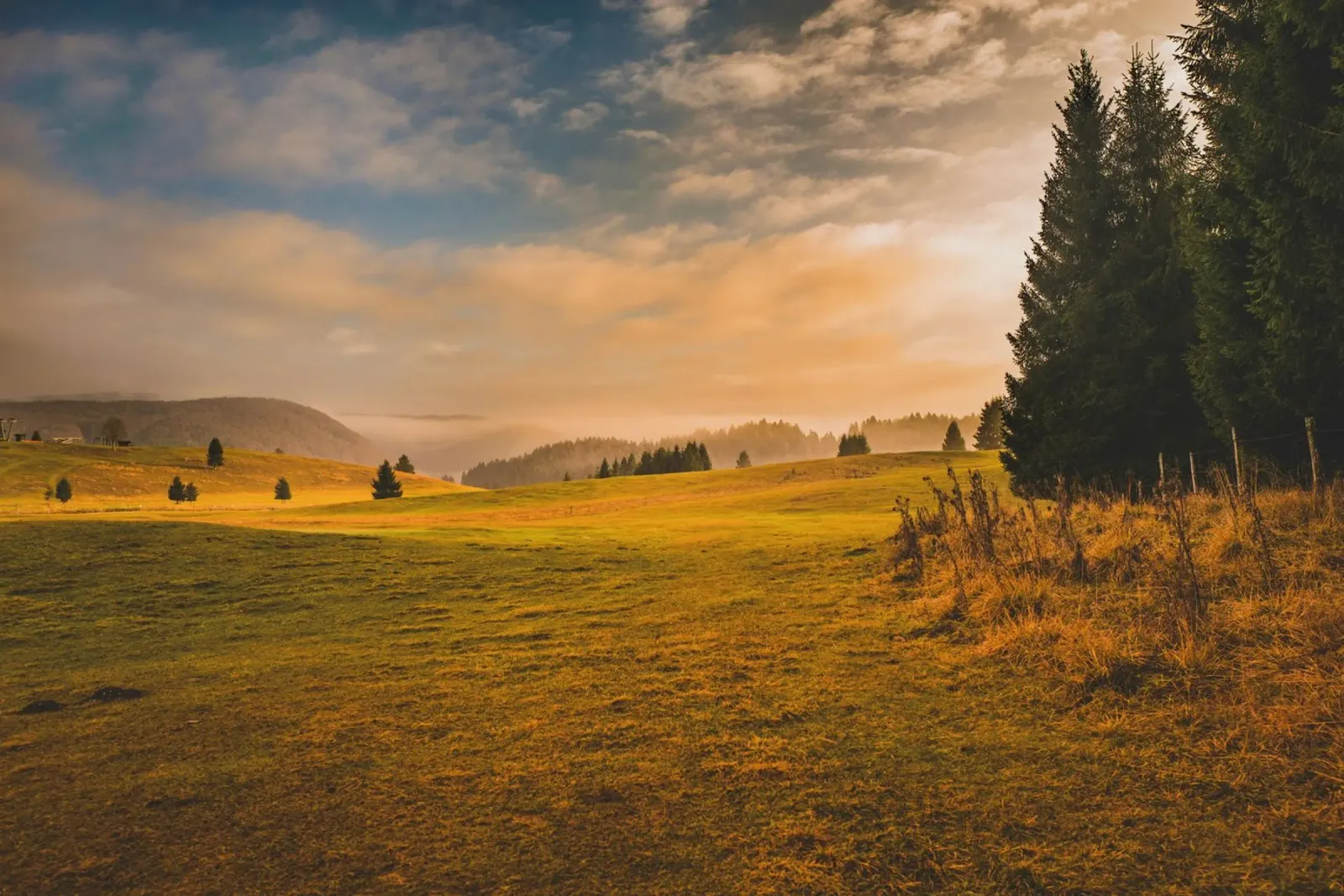 pine trees rolling hill pellicola backlit da cofa home