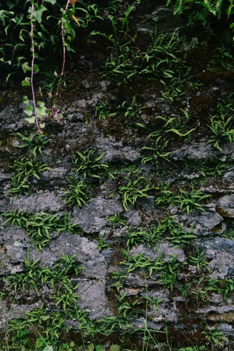 Farne und Moos auf Steinmauer poster con telaio in plastica da The Wild Creative Studio