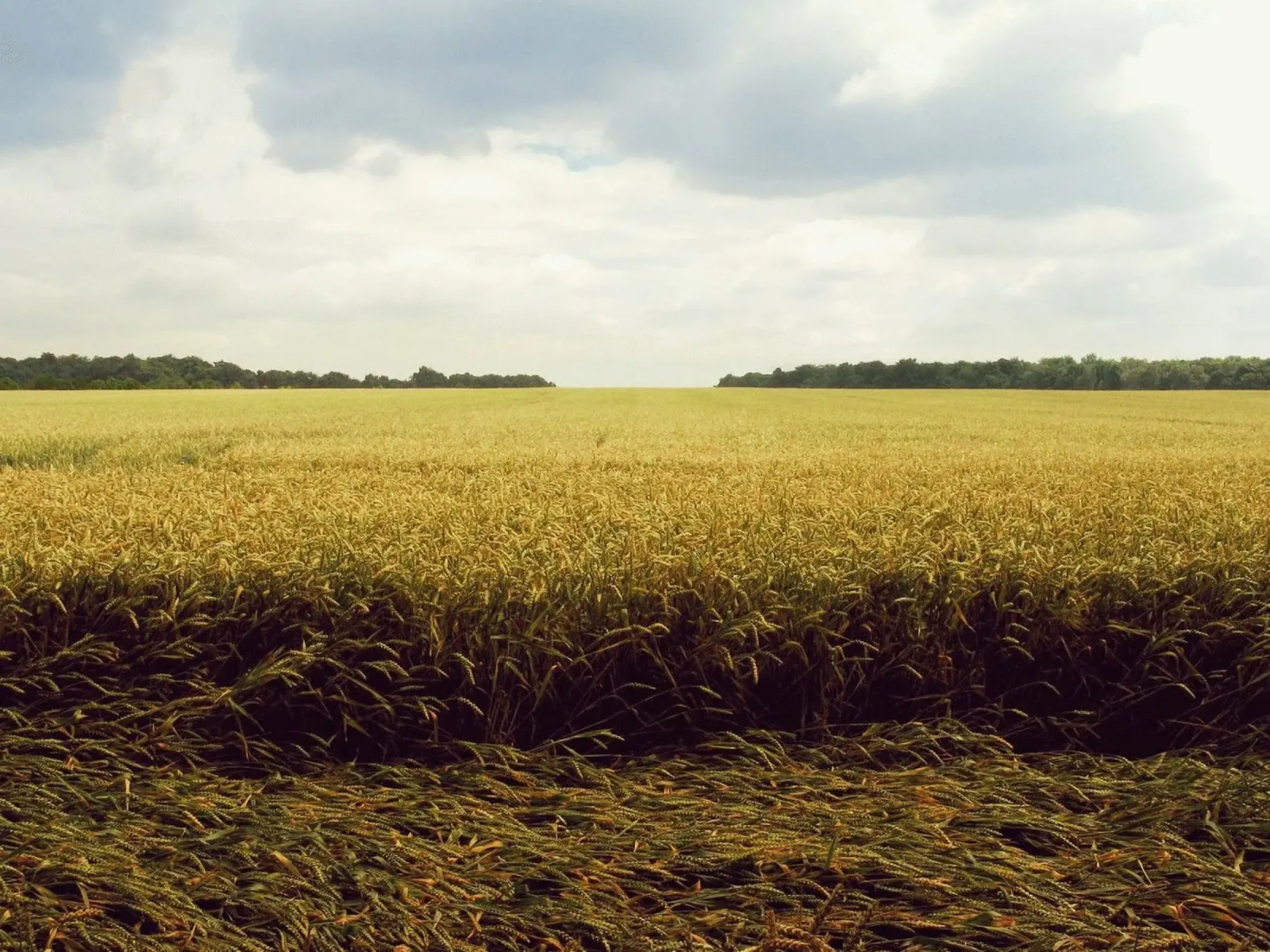 cereal grains landscape pellicola backlit da Horsire